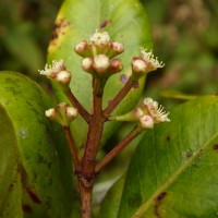 Syzygium revolutum subsp. revolutum Walp.